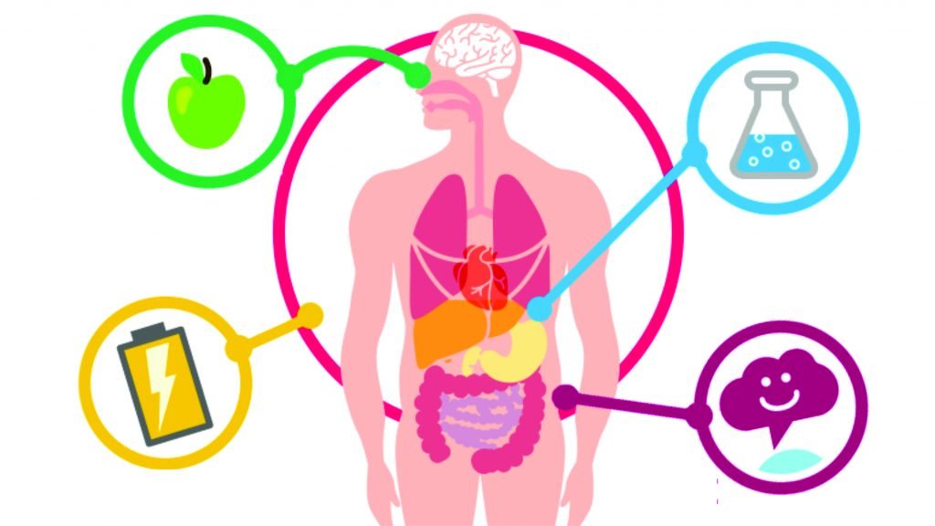 Imagem central do corpo humano com ícones ao lado, uma maçã verde, água, energia e uma nuvem 
